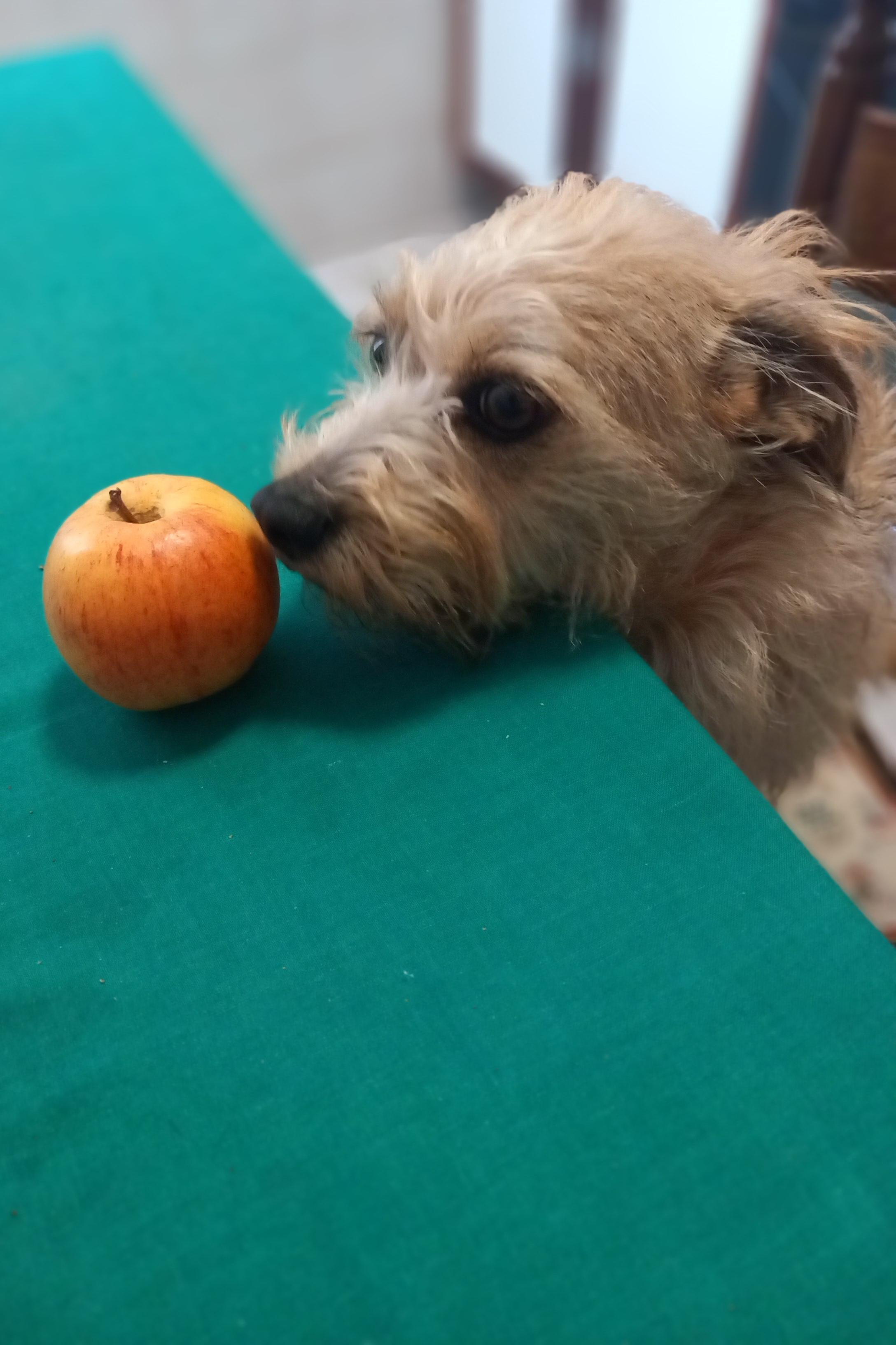 Cane con mela