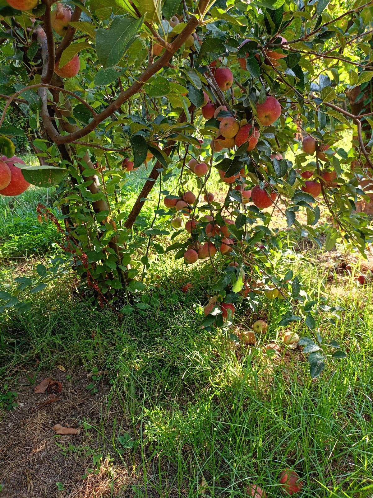 Il giardino incantato