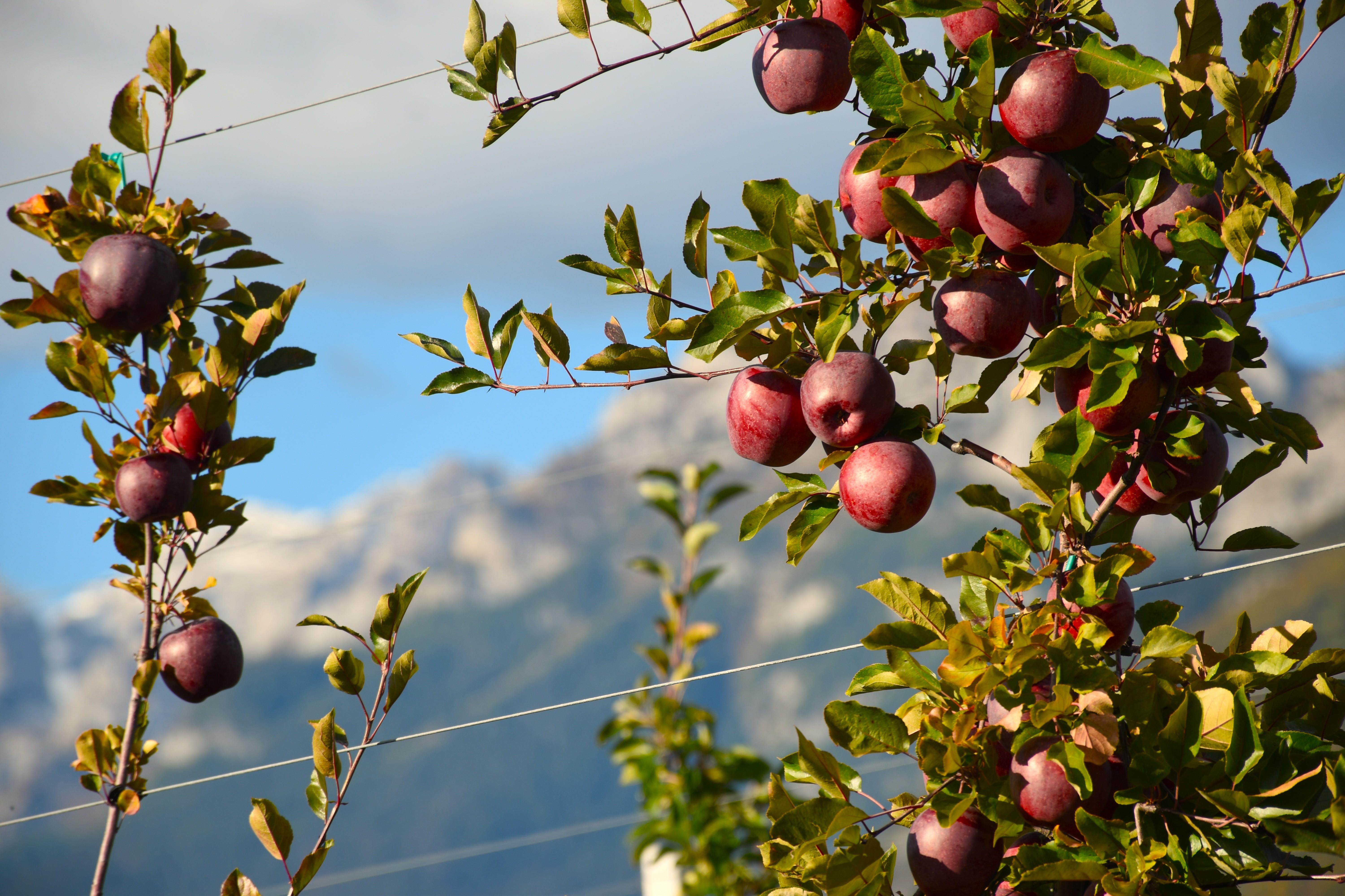 La Dama dell'Alto Adige
