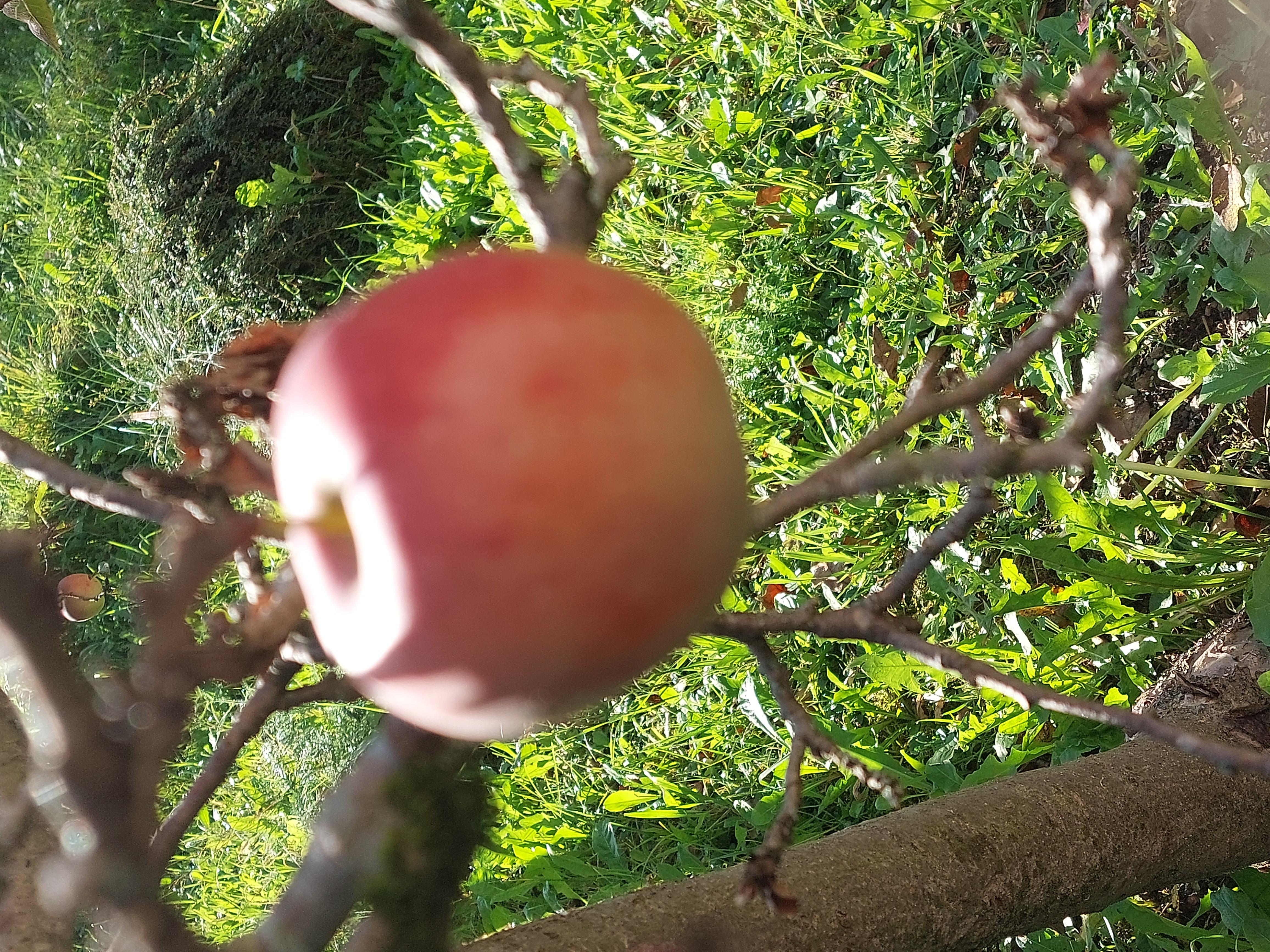 Il mio sogno è  diventare Marlene