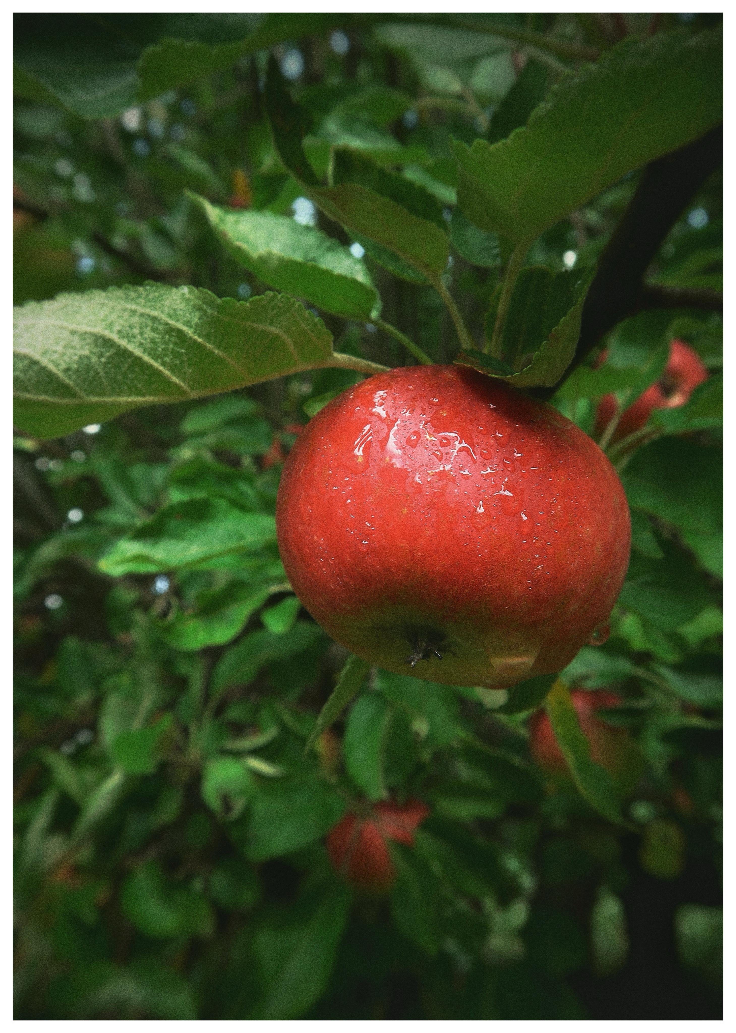 Garden Apple