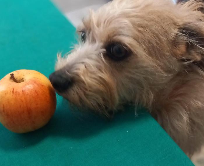 Cane con mela