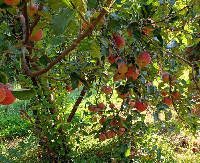 Il giardino incantato