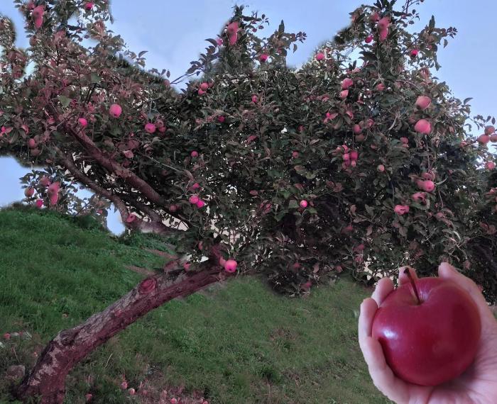 IL MIO ALBERO DELLE MELE