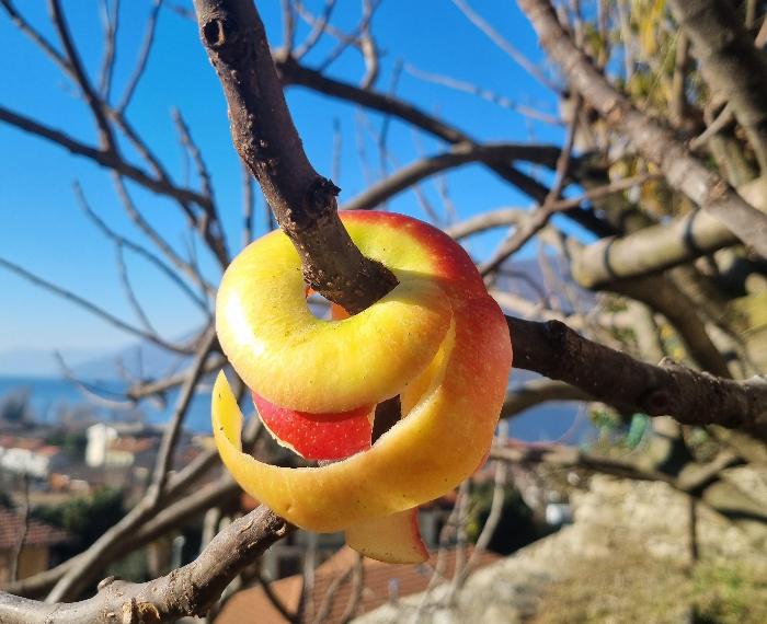 The real apple
