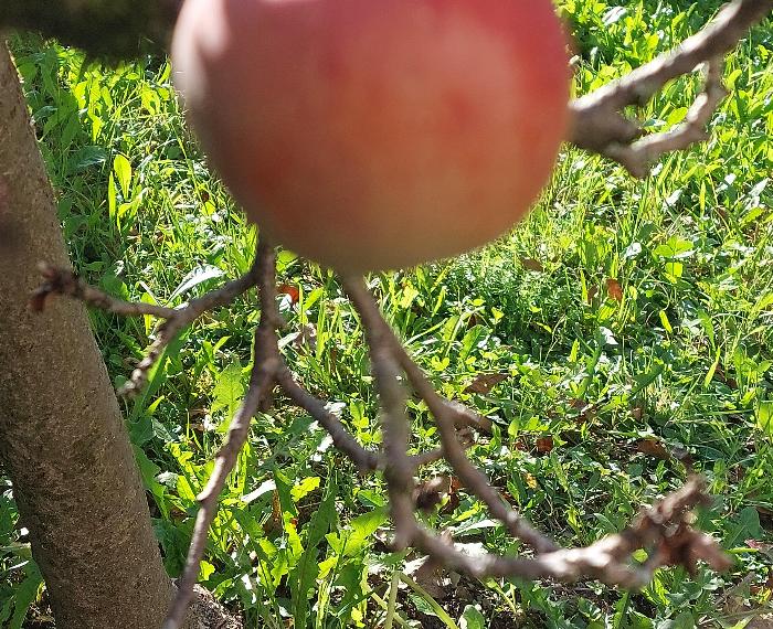 Il mio sogno è  diventare Marlene