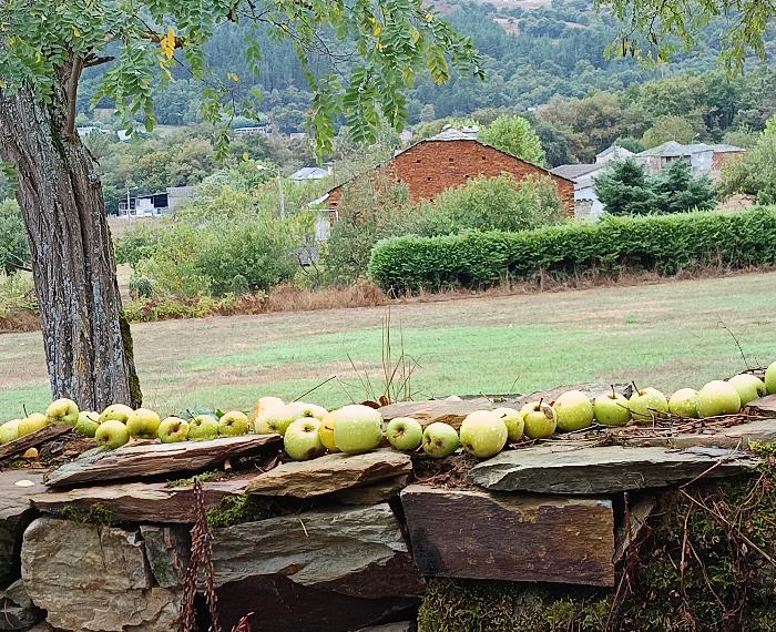 Muro de manzanas