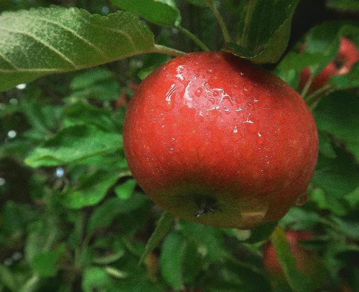 Garden Apple
